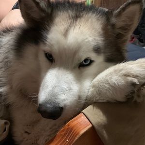 Meet your Posher, Norma